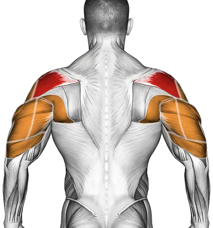 Barbell Skier — Muscles worked: Rear delts, Front delts, Side delts, Lats, Triceps (Back)