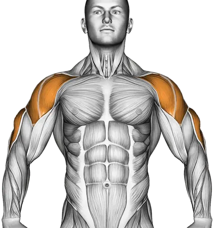 Barbell Skier — Muscles worked: Rear delts, Front delts, Side delts, Lats, Triceps (Front)