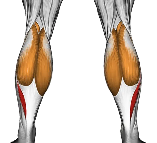Lever Seated Calf Raise (Plate Loaded) — Muscles worked: Calves (Back)