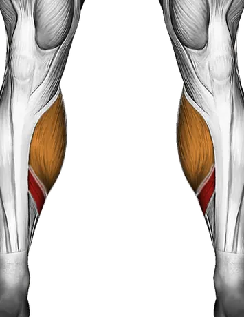 Lever Seated Calf Raise (Plate Loaded) — Muscles worked: Calves (Front)
