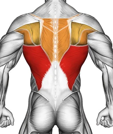 Medicine Ball Overhead Slam — Muscles worked: Lats, Chest, Front delts, Upper back, Core (Back)