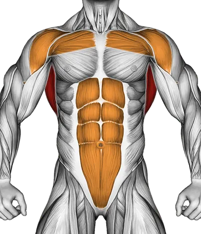 Medicine Ball Overhead Slam — Muscles worked: Lats, Chest, Front delts, Upper back, Core (Front)
