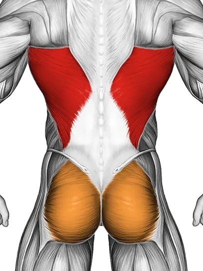 Seated Lower Back Stretch — Muscles worked: Lats, Core, Glutes (Back)