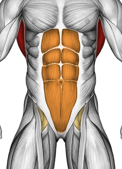 Seated Lower Back Stretch — Muscles worked: Lats, Core, Glutes (Front)