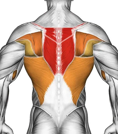 Dumbbell Incline Row — Muscles worked: Upper back, Lats, Biceps, Forearms (Back)