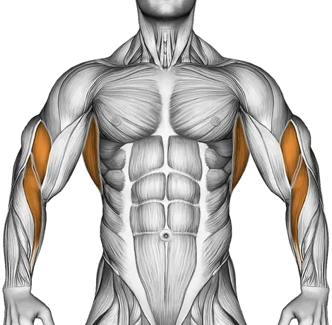 Dumbbell Incline Row — Muscles worked: Upper back, Lats, Biceps, Forearms (Front)