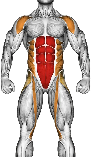Front Plank — Muscles worked: Core, Front delts, Obliques, Glutes, Abductors, Quadriceps (Front)