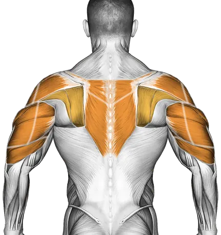 Circles Arm — Muscles worked: Front delts, Chest, Serratus, Side delts, Rear delts, Upper back, Triceps (Back)