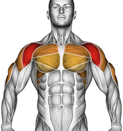 Circles Arm — Muscles worked: Front delts, Chest, Serratus, Side delts, Rear delts, Upper back, Triceps (Front)