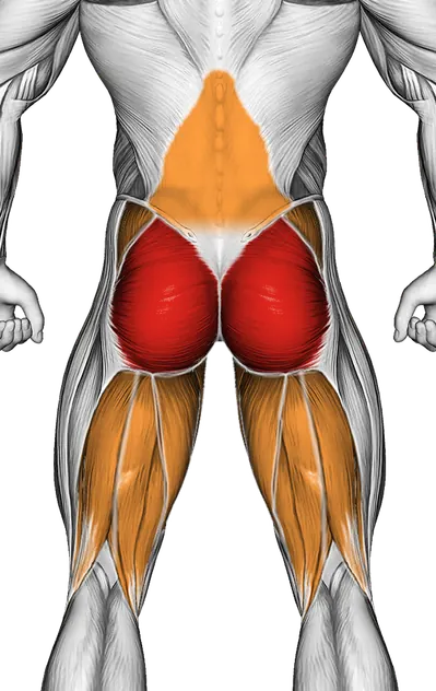 Kneeling Leg Half Circle — Muscles worked: Glutes, Lower back, Abductors, Adductors, Hamstrings (Back)
