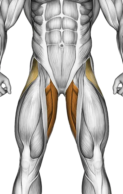 Kneeling Leg Half Circle — Muscles worked: Glutes, Lower back, Abductors, Adductors, Hamstrings (Front)