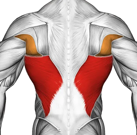 Standing Reach Up Back Rotation Stretch — Muscles worked: Lats, Chest, Front delts (Back)