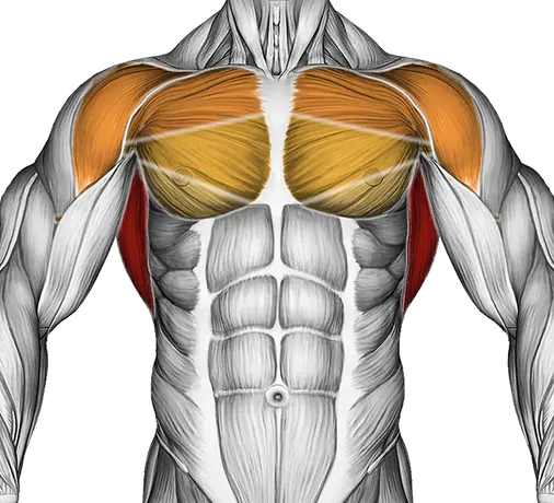 Standing Reach Up Back Rotation Stretch — Muscles worked: Lats, Chest, Front delts (Front)
