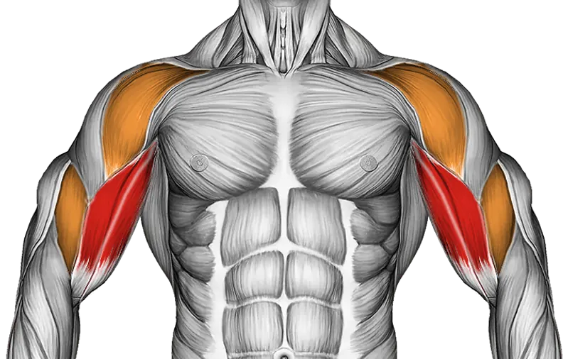 Roll Biceps Lying on Floor — Muscles worked: Biceps, Front delts