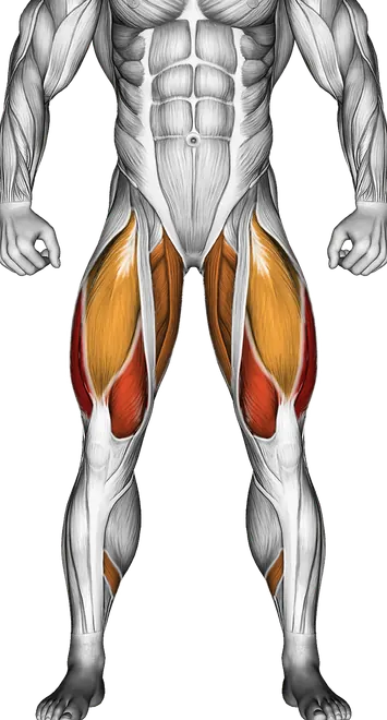How to Build Bigger Legs — Muscles worked: Quadriceps, Hamstrings, Glutes, Adductors, Calves, Lower back (Front)