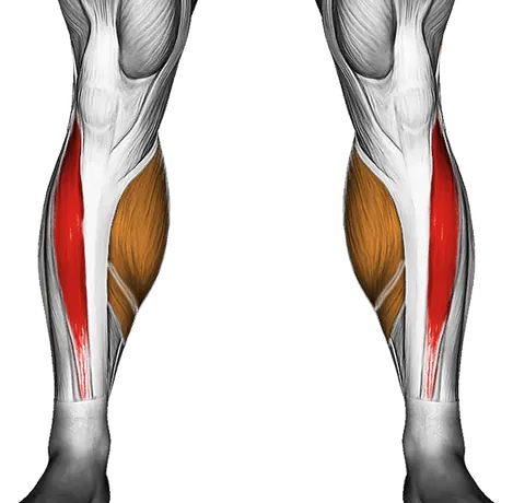 Ankle Circles — Muscles worked: Tibialis, Calves (Front)
