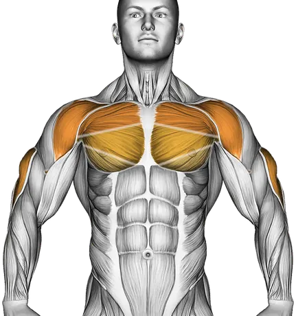 Diamond Push-Up — Muscles worked: Triceps, Chest, Front delts (Front)