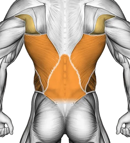 Stability Ball Rollout on Knees — Muscles worked: Core, Lats, Obliques, Lower back (Back)