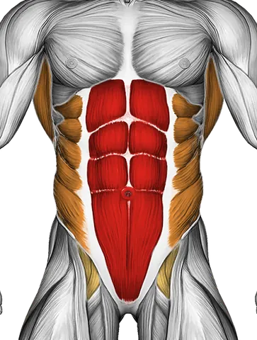 Stability Ball Rollout on Knees — Muscles worked: Core, Lats, Obliques, Lower back (Front)