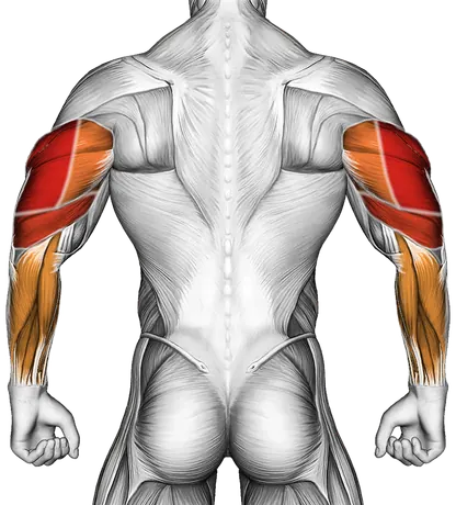 Cable Pushdown (with Rope Attachment) — Muscles worked: Triceps, Forearms (Back)
