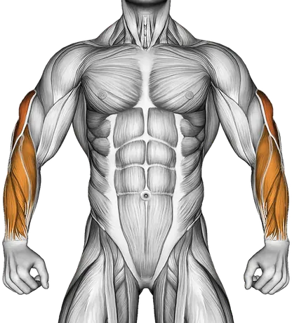 Cable Pushdown (with Rope Attachment) — Muscles worked: Triceps, Forearms (Front)