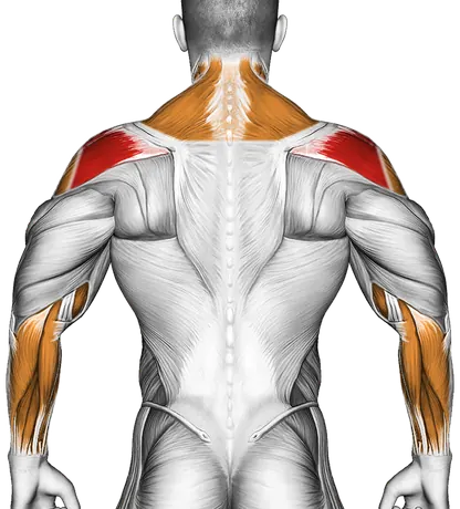 Dumbbell Rear Delt Raise — Muscles worked: Rear delts, Side delts, Traps, Biceps, Forearms, Neck (Back)