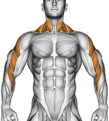 Dumbbell Rear Delt Raise — Muscles worked: Rear delts, Side delts, Traps, Biceps, Forearms, Neck (Front)