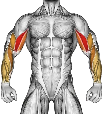 Dumbbell Alternate Seated Hammer Curl — Muscles worked: Biceps, Forearms (Front)