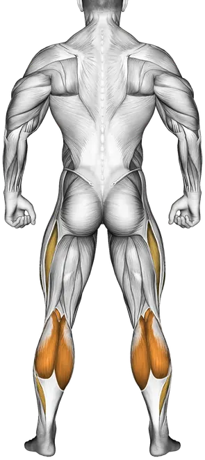Mountain Climber — Muscles worked: Quadriceps, Front delts, Core, Calves (Back)