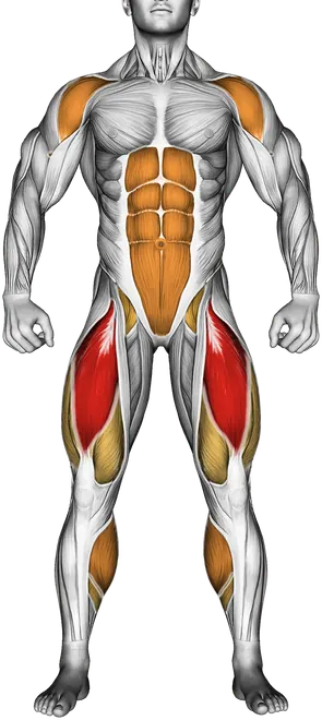 Mountain Climber — Muscles worked: Quadriceps, Front delts, Core, Calves (Front)