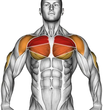 Cable Bench Press — Muscles worked: Chest, Front delts, Triceps (Front)