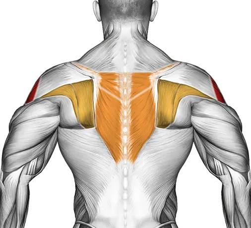 Dumbbell Scott Press — Muscles worked: Side delts, Serratus, Front delts, Upper back (Back)