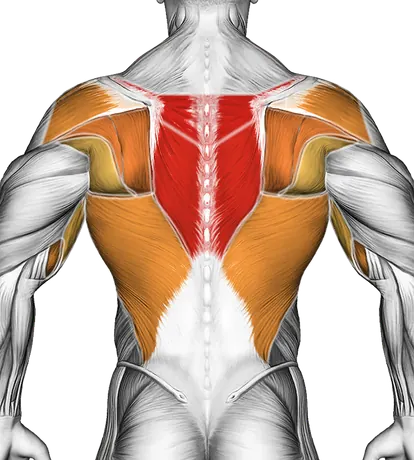 Barbell Reverse Grip Bent Over Row — Muscles worked: Upper back, Rear delts, Lats, Biceps, Forearms (Back)