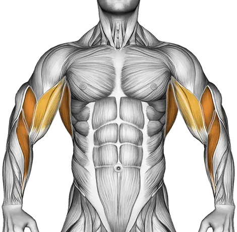 Barbell Reverse Grip Bent Over Row — Muscles worked: Upper back, Rear delts, Lats, Biceps, Forearms (Front)
