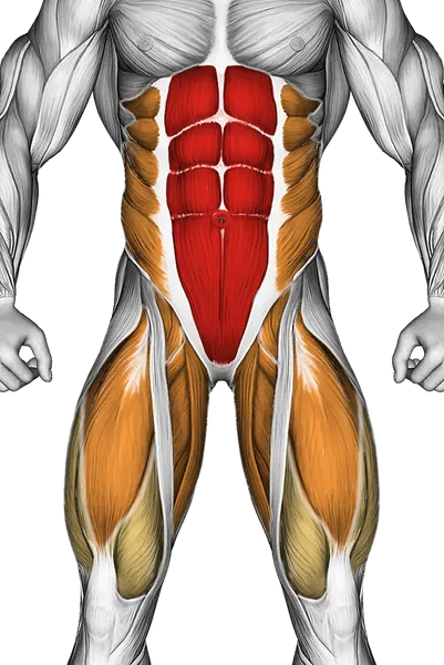 Hanging Straight Twisting Leg Hip Raise — Muscles worked: Core, Obliques, Quadriceps, Adductors (Front)