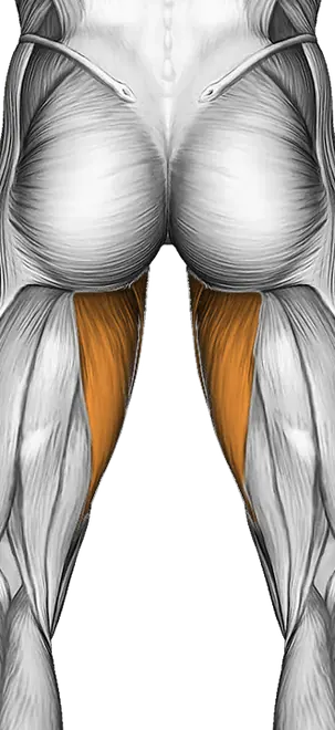 Lever Side Hip Abduction — Muscles worked: Core, Quadriceps, Adductors (Back)