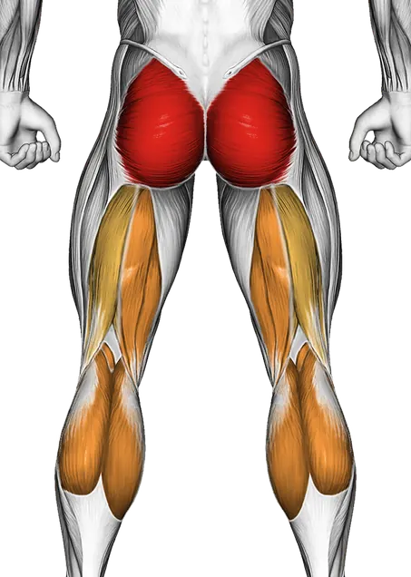 Exercise Ball One Legged Diagonal Kick Hamstring Curl — Muscles worked: Glutes, Quadriceps, Hamstrings, Calves (Back)