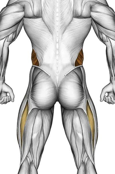 Lying Scissors Cross — Muscles worked: Core, Obliques, Quadriceps (Back)