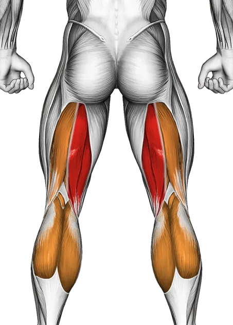 Lever Seated Leg Curl — Muscles worked: Hamstrings, Quadriceps, Calves (Back)