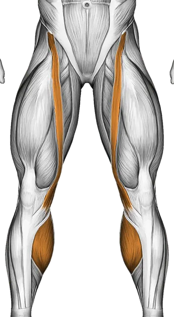 Lever Seated Leg Curl — Muscles worked: Hamstrings, Quadriceps, Calves (Front)