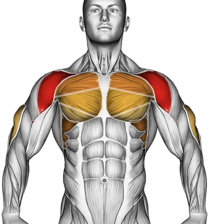 Pike Push-Up — Muscles worked: Front delts, Chest, Serratus, Triceps (Front)