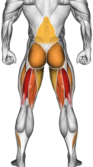 Romanian Deadlift Form: How to Train Hamstrings and Glutes — Muscles worked: Hamstrings, Glutes, Quadriceps, Calves, Lower back, Adductors (Back)