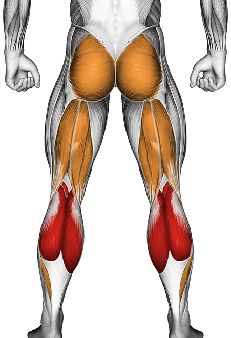 Smith Toe Raise — Muscles worked: Calves, Glutes, Hamstrings