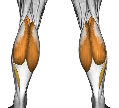 Roll Tibialis Anterior — Muscles worked: Tibialis, Calves (Back)