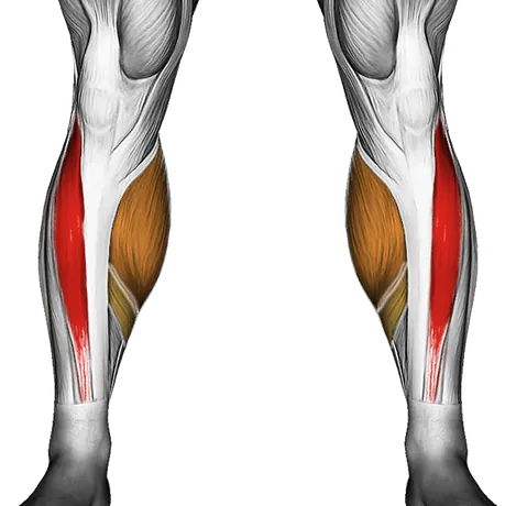 Roll Tibialis Anterior — Muscles worked: Tibialis, Calves (Front)