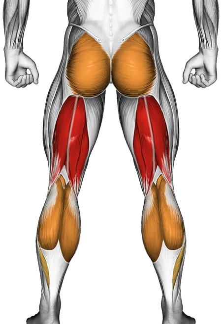 Hamstring Stretch — Muscles worked: Hamstrings, Glutes, Calves