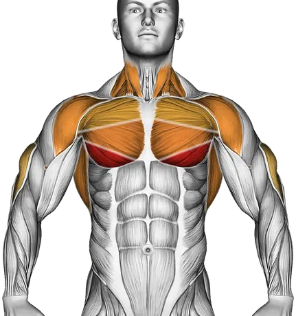 Assisted Chest Dip (Kneeling) — Muscles worked: Chest, Front delts, Lats, Triceps, Neck (Front)