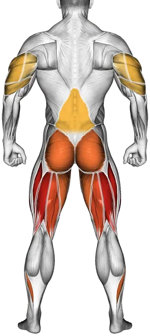 Common Lifting Form Mistakes (and How to Fix Them) — Muscles worked: Quadriceps, Hamstrings, Chest, Glutes, Adductors, Calves, Front delts, Triceps, Lower back (Back)