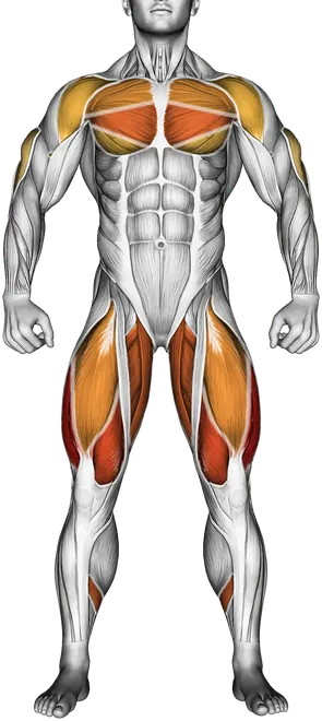 Common Lifting Form Mistakes (and How to Fix Them) — Muscles worked: Quadriceps, Hamstrings, Chest, Glutes, Adductors, Calves, Front delts, Triceps, Lower back (Front)