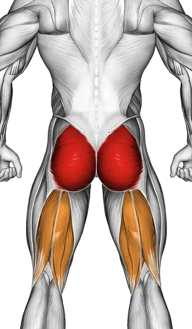 Pelvic Tilt — Muscles worked: Glutes, Core, Hamstrings (Back)